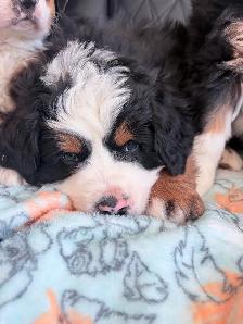 Chiot Chien Bouvier Bernois - Photo 4