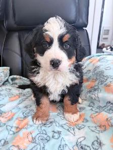 Chiot Chien Bouvier Bernois - Photo 5