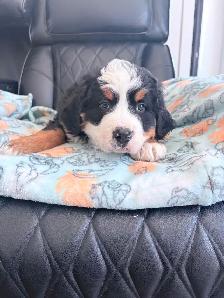 Chiot Chien Bouvier Bernois - Photo 6