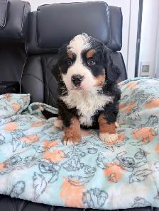 Chiot Chien Bouvier Bernois - Photo 7