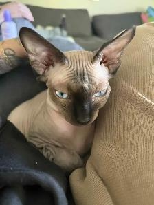 SPHYNX femelle - Photo 2