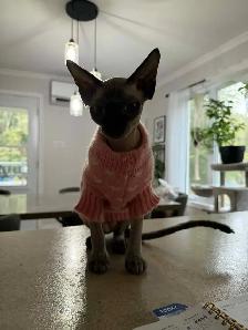 SPHYNX femelle - Photo 4