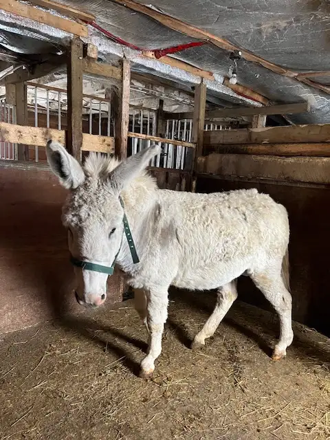 Donkey standard size all white