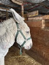 Donkey standard size all white - Photo 2