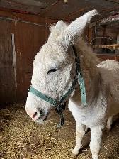 Donkey standard size all white - Photo 3