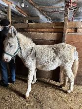 Donkey standard size all white - Photo 5