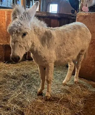 Donkey stallion all white