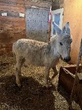 Donkey stallion all white - Photo 2