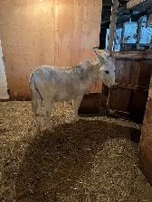 Donkey stallion all white - Photo 3
