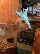 Donkey stallion all white - Photo 4