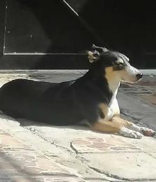 Pets for rehoming - Photo 2