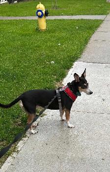 Pets for rehoming - Photo 3