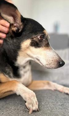 Pets for rehoming - Photo 4