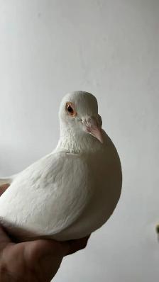 white racing pair - Photo 2