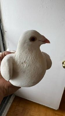 white racing pair - Photo 3