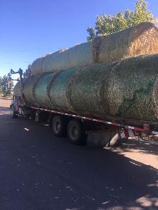 premium hay - Photo 3