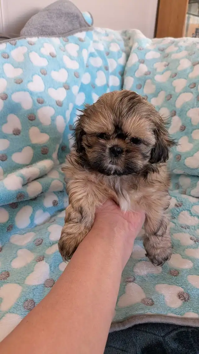Gorgeous Shih Tzu puppies