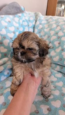 Gorgeous Shih Tzu puppies - Photo 2