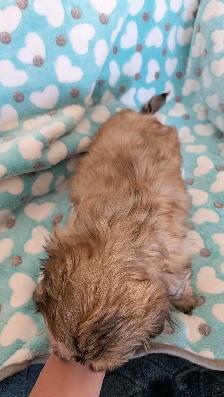 Gorgeous Shih Tzu puppies - Photo 3