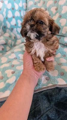 Gorgeous Shih Tzu puppies - Photo 4