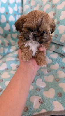 Gorgeous Shih Tzu puppies - Photo 5