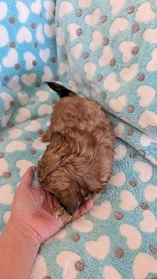 Gorgeous Shih Tzu puppies - Photo 6