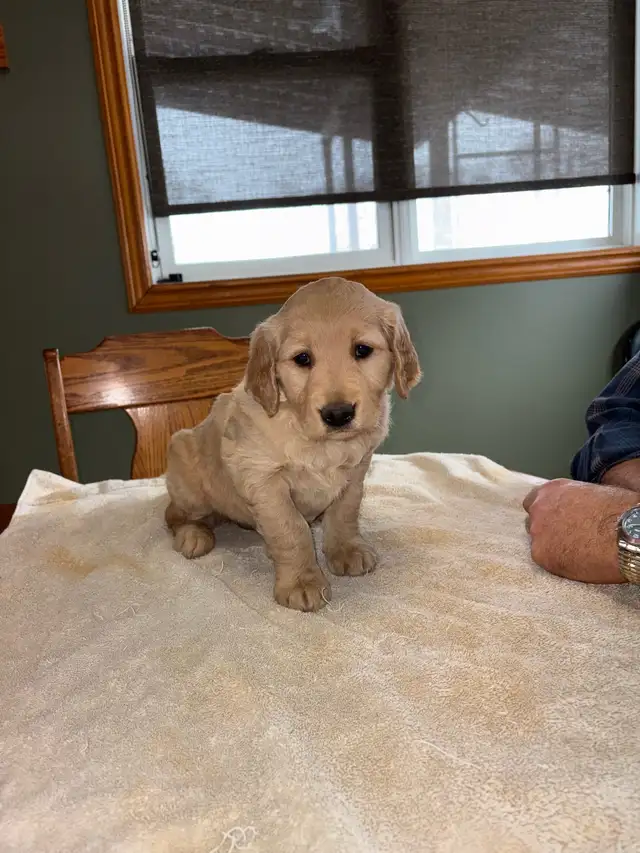 GOLDEN RETRIEVER PUPPIES
