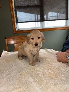 GOLDEN RETRIEVER PUPPIES