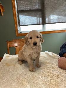 GOLDEN RETRIEVER PUPPIES - Photo 2