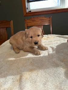 GOLDEN RETRIEVER PUPPIES - Photo 3