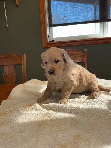 GOLDEN RETRIEVER PUPPIES - Photo 4