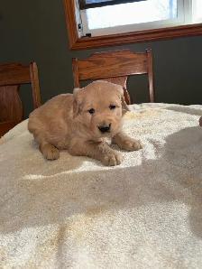 GOLDEN RETRIEVER PUPPIES - Photo 5
