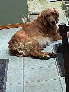 GOLDEN RETRIEVER PUPPIES - Photo 7