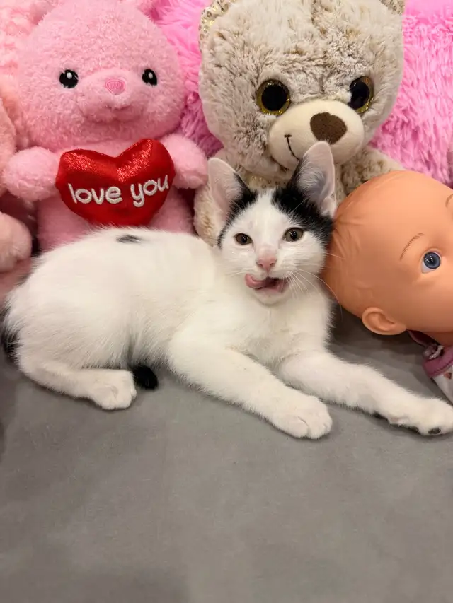 Angora mix kittens ⭐️ (416) 637-5990