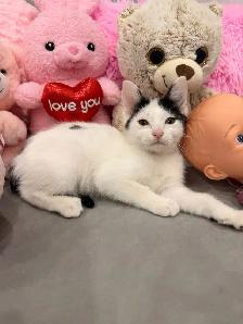 Angora mix kittens ⭐️ (416) 637-5990 - Photo 2
