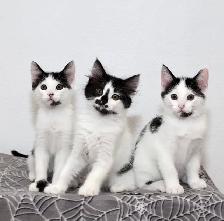 Angora mix kittens ⭐️ (416) 637-5990 - Photo 3