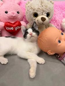 Angora mix kittens ⭐️ (416) 637-5990 - Photo 4