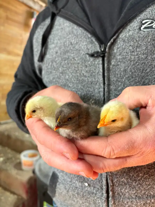 Trio de poussins à $15