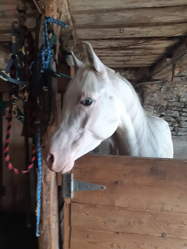 Horse quality round bales
