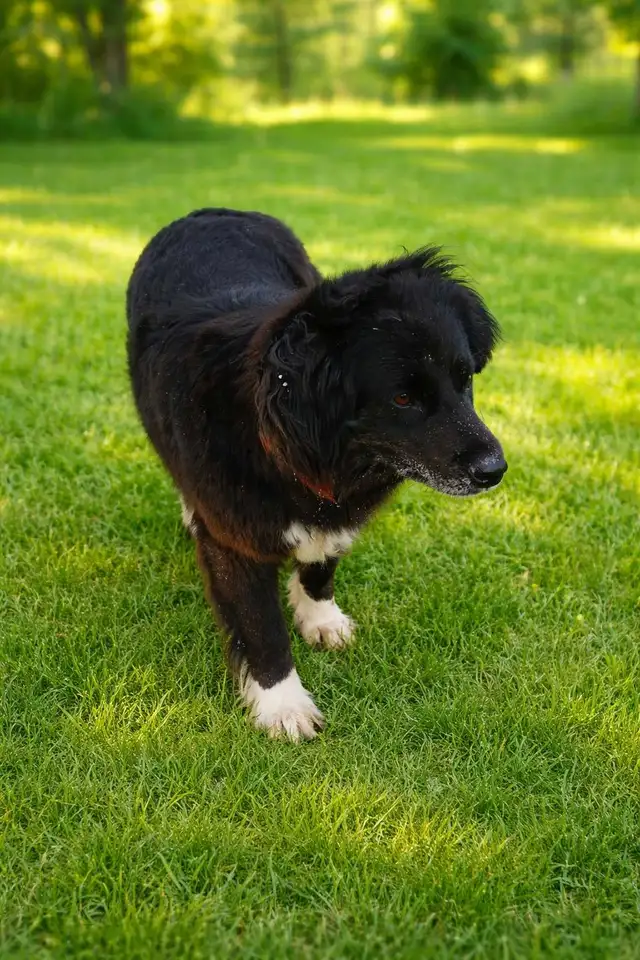 Australian Shepherd x Golden Retriever – 1 Year