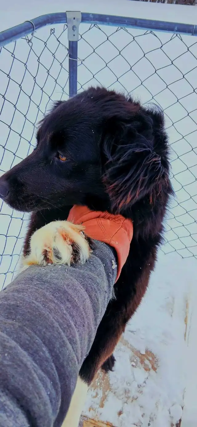 Australian Shepherd x Golden Retriever – 1 Year - Photo 2