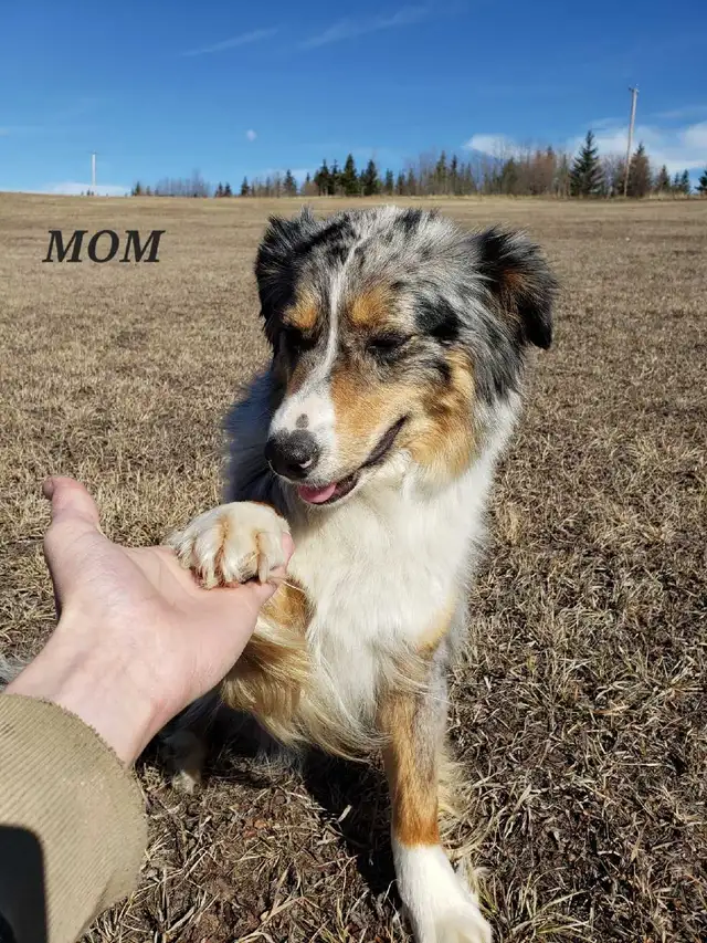 Australian Shepherd x Golden Retriever – 1 Year - Photo 3