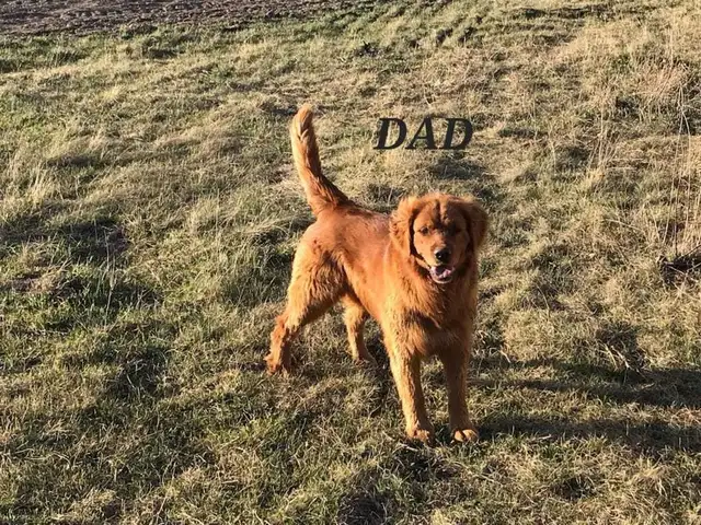 Australian Shepherd x Golden Retriever – 1 Year - Photo 4