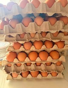 Farm chicken eggs