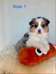 Australian Shepherd Puppies Ready Now!