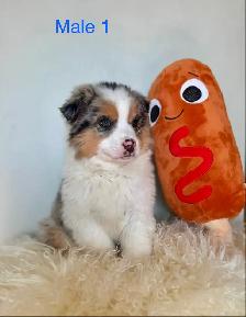 Australian Shepherd Puppies Ready Now! - Photo 2