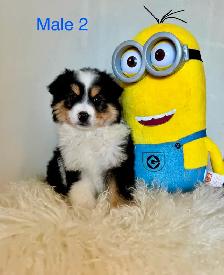 Australian Shepherd Puppies Ready Now! - Photo 3