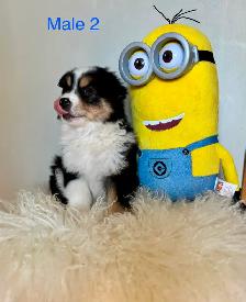 Australian Shepherd Puppies Ready Now! - Photo 4