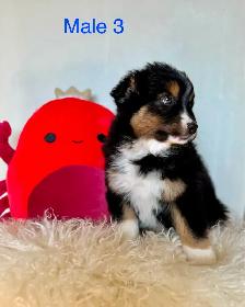 Australian Shepherd Puppies Ready Now! - Photo 5