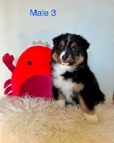 Australian Shepherd Puppies Ready Now! - Photo 6